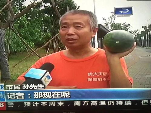 郸城吃瓜群众事件最新,一场网络舆论的风暴与反思